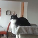 Meaowables Seafood Treat