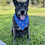 This medication helped my dog