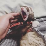 This helps my ferret so much, I am grateful.