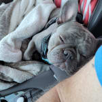 Great for franchise!