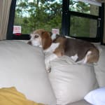 Visbiome has help my beagle endure chemo therapy