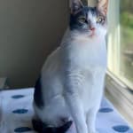 FortiFlora SA has improved my cat's health and energy level.