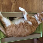 Revolution topical flea medication