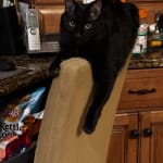 Great Nourishing Treat , especially post surgery!