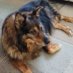 Carprovet really helps my dog