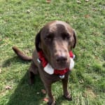 This medication helps my pet