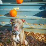 I would buy it again!