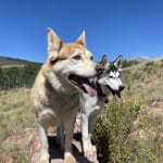 Vetrxdirect really helped my girl- Pua!