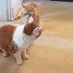 My Noel is back at last.