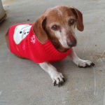 Peanut Butter is almost as good as bacon in a dog's mind.