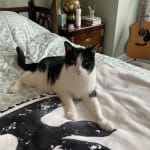 These Sol-Vet Insulin Syringes keeps my cat healthy