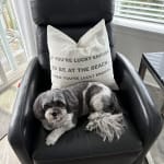 Sweet Senior dogs need supplements