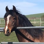 EquiShield is soothing to his raw belly.