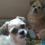 I have this product shipping to me every 9 weeks.