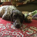 Keeps my girl healthy