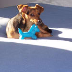 ClindaMed Liquid does the trick