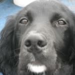 These treats are great for our dog !!!!