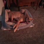 Thus medication helps my dog.