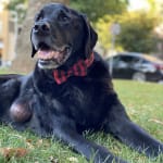 Will buy this product again!