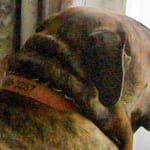 Helps decrease the mental thyroid fog and stops weight loss.