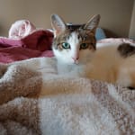 Worked for my senior kitty!