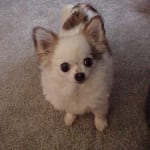 Really convenient as a chewable med