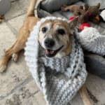 This supplement is helping my adorable 14 yr old baby dog!