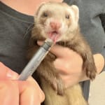Ferrets love this