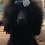 Helped with Challenging Digestive Issues