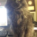 Works well for my kitty