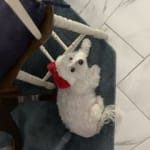 This is a great medication made my dog feel better