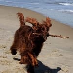 Excellent supplement