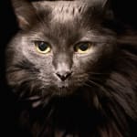 Most definitely will be ordering this product again & again!