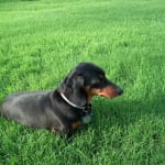 GOOD RESULTS FOR DOGS WITH JOINT PROBLEMS