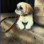 So happy I found Vet Rx Direct!