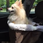 Vet recommended this Rx