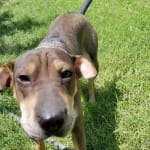 I am greatful for VetRxDirect