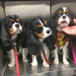 Great Product for Your Fur Kids!
