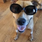 Dog medication