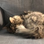 These Treats Are Keeping My Cat Alive