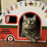 My kitty gets this to help his potassium levels.