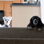 InPrime really helps our senior pets