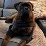 Probiotic fixes Max's digestive problems