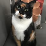 My cat loves Meowables more than any other treat!