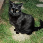 The best IV set for lactated ringers for cat.