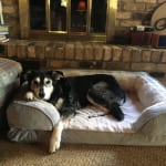 MYOS VET-BCAA Very Positive Experience!!!