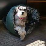 I will buy from VetRxDirect again ❤