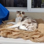 Cost-effective alternative flea drops that works