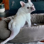 Great medicine for dogs with food allergy