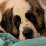 This medicine keeps my dog well.